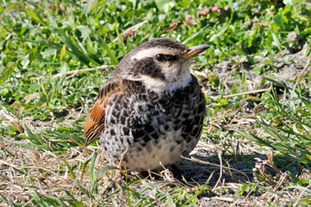 Dusky Thrush 荒川・砂町水辺公園(東京都江東区) Sat, 3/9/2024