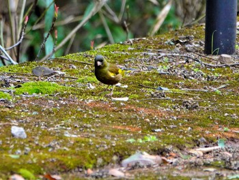 Grey-capped Greenfinch 稲佐山公園 Fri, 3/8/2024