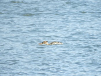 Red-breasted Merganser Kasai Rinkai Park Sat, 3/9/2024