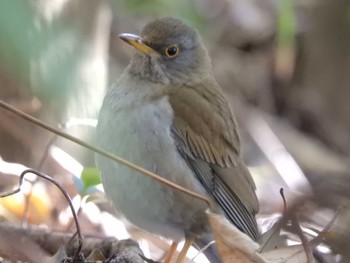 2024年3月9日(土) 葛西臨海公園の野鳥観察記録