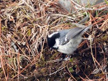 Coal Tit 泉ヶ岳 Sat, 3/9/2024