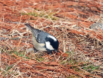 Coal Tit 泉ヶ岳 Sat, 3/9/2024