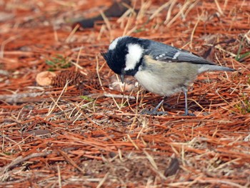 Coal Tit 泉ヶ岳 Sat, 3/9/2024