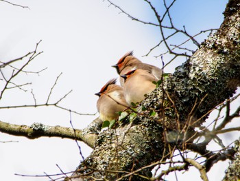 Japanese Waxwing 南阿蘇ビジターセンター Sat, 3/9/2024