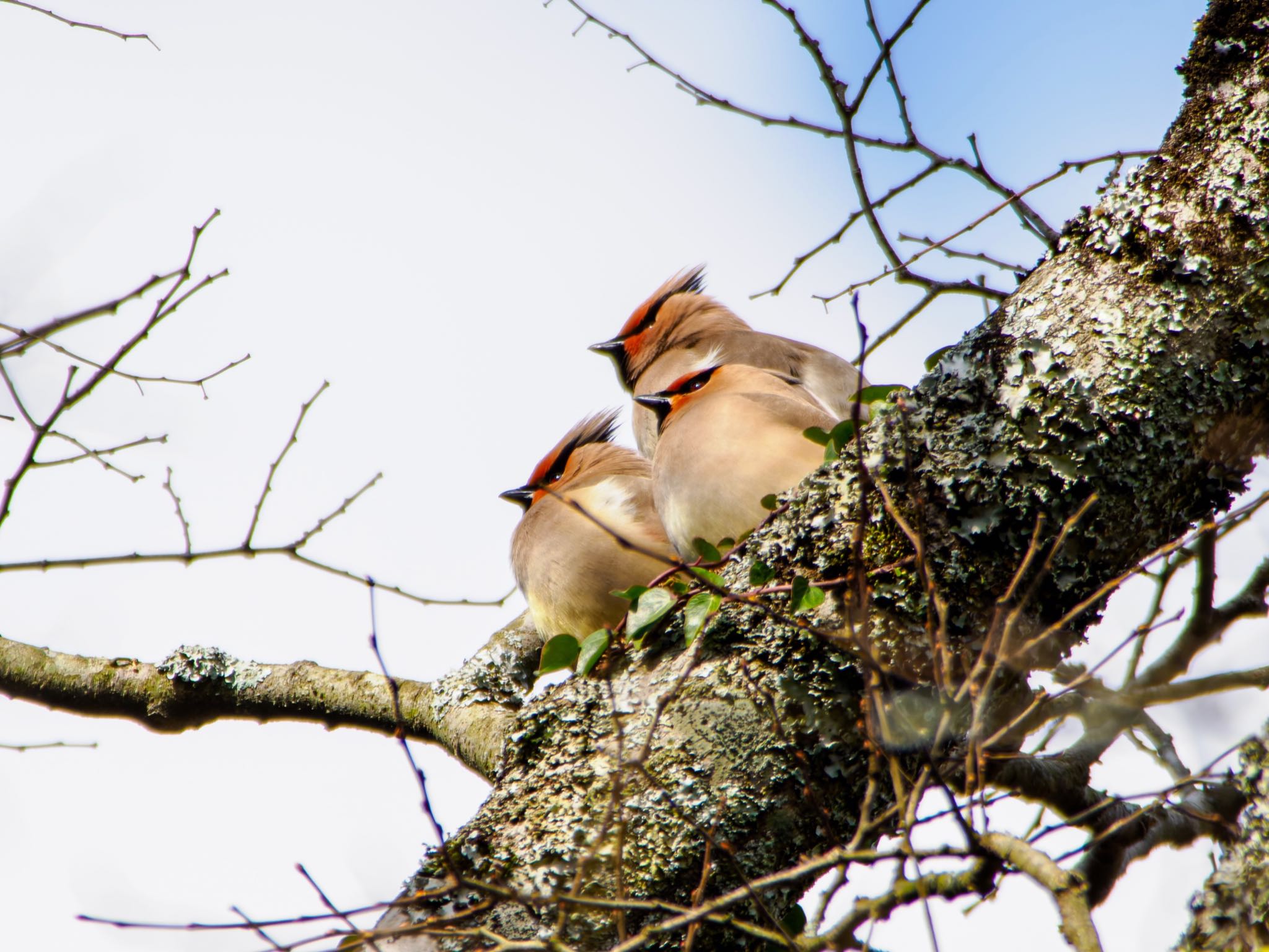 Photo of Japanese Waxwing at 南阿蘇ビジターセンター by FUJIマニア