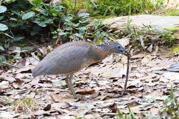 ズグロミゾゴイ 嘉義公園(台湾) 2024年1月20日(土)