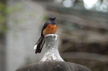 White-rumped Shama 嘉義公園(台湾) Sat, 1/20/2024