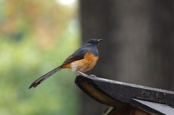 White-rumped Shama 嘉義公園(台湾) Sat, 1/20/2024