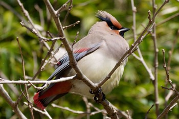 Japanese Waxwing 秋ヶ瀬公園(野鳥の森) Sat, 3/9/2024