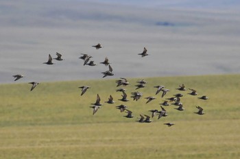 Pacific Golden Plover 中央ゴビ Sun, 8/27/2023