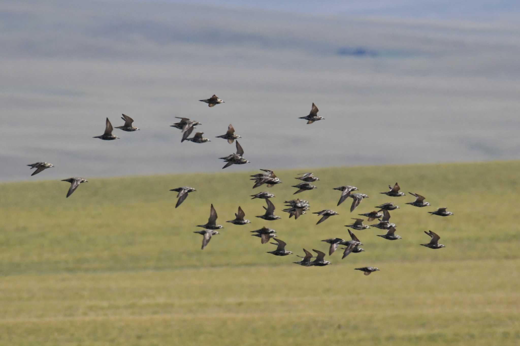 Pacific Golden Plover