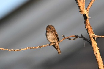 Dark-sided Flycatcher マンダルゴビ Sun, 8/27/2023