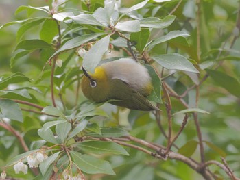 Warbling White-eye 可児やすらぎの森 Fri, 3/8/2024