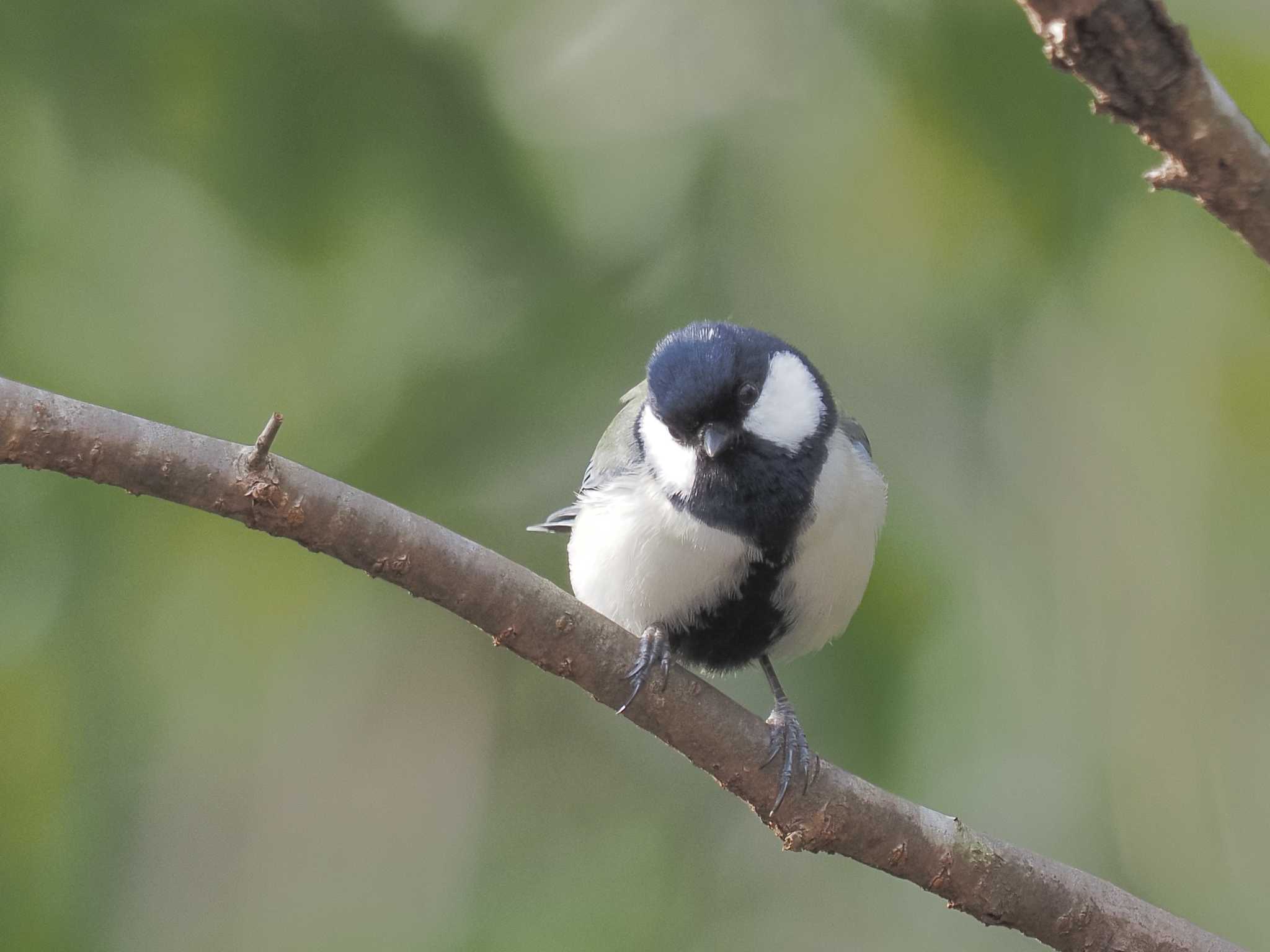 Photo of Japanese Tit at 可児やすらぎの森 by MaNu猫