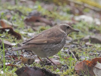 Dusky Thrush 可児やすらぎの森 Fri, 3/8/2024