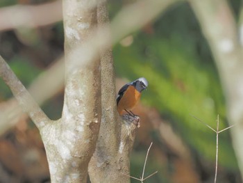 Daurian Redstart 可児やすらぎの森 Fri, 3/8/2024