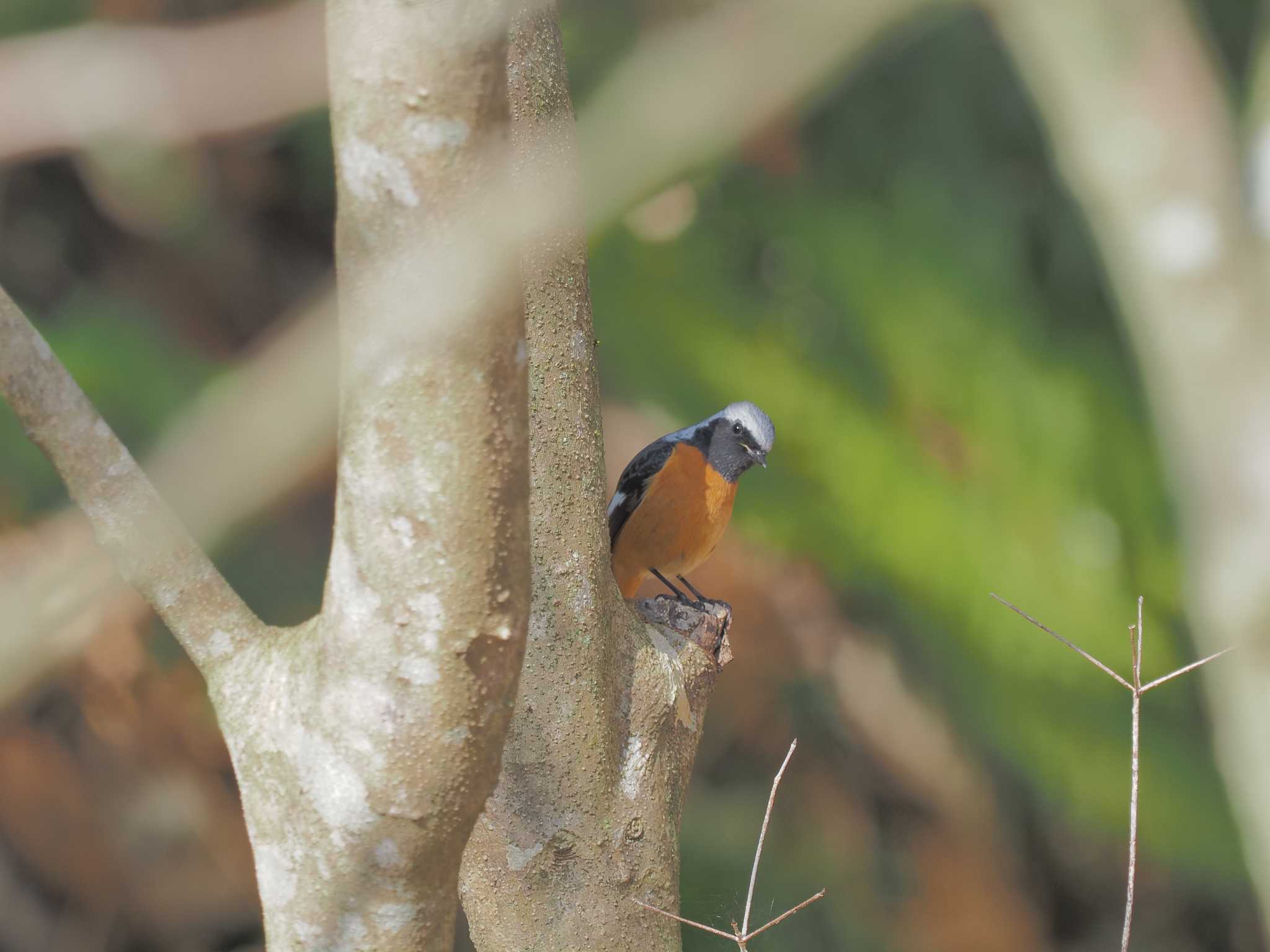 Daurian Redstart