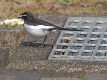 Japanese Wagtail 可児やすらぎの森 Fri, 3/8/2024