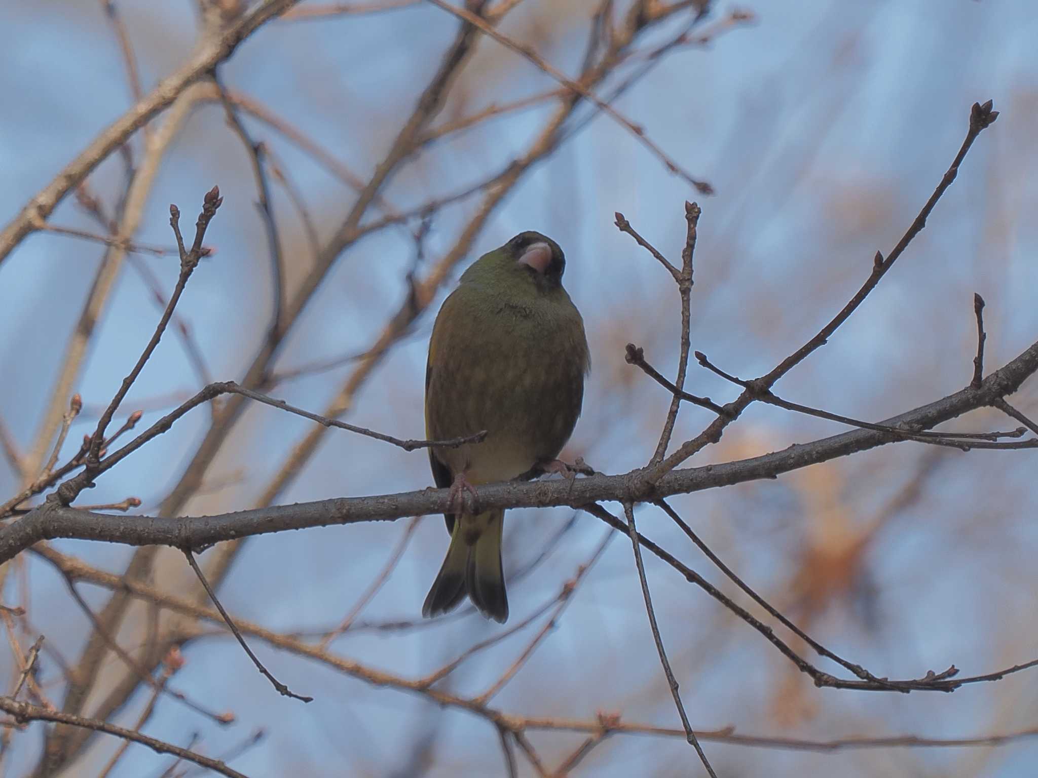 Grey-capped Greenfinch