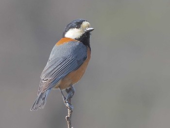 Varied Tit 可児やすらぎの森 Fri, 3/8/2024