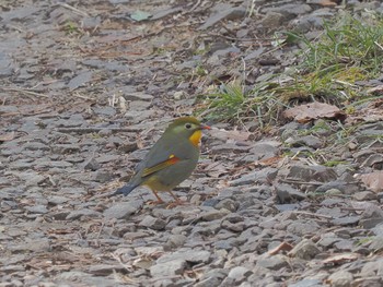 Red-billed Leiothrix 可児やすらぎの森 Fri, 3/8/2024