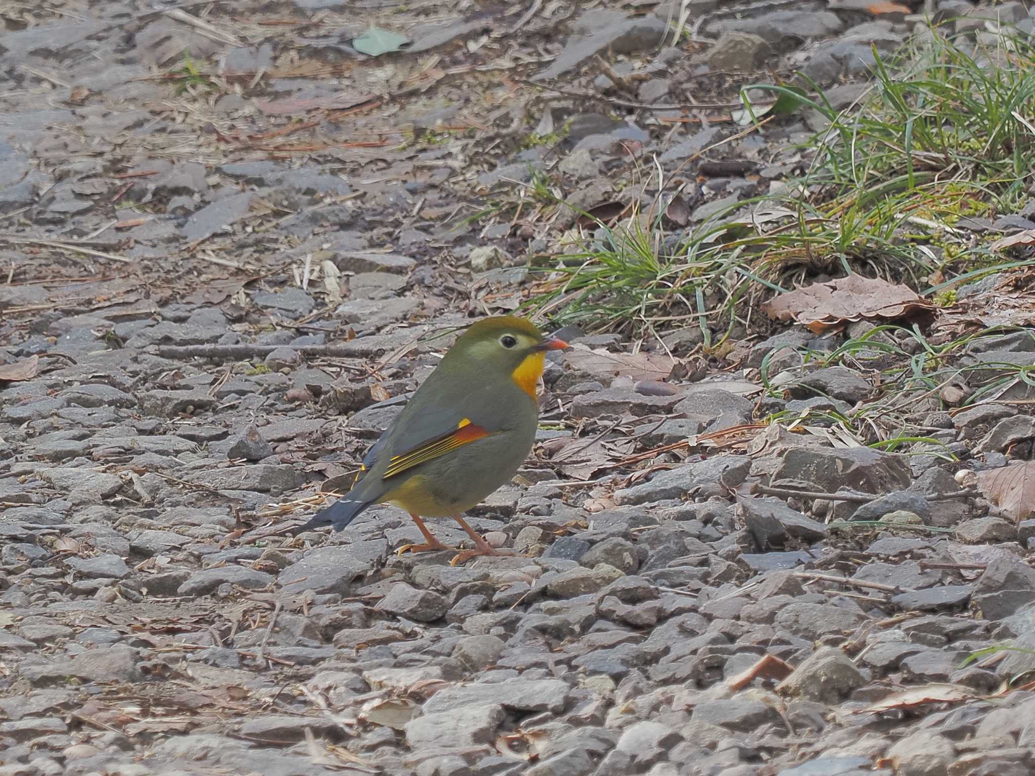 Photo of Red-billed Leiothrix at 可児やすらぎの森 by MaNu猫