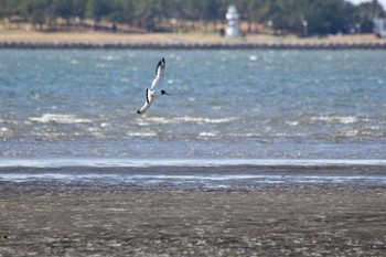 Eurasian Oystercatcher Kasai Rinkai Park Sat, 3/9/2024