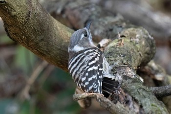 Japanese Pygmy Woodpecker 木瀬ダム(愛知県 豊田市) Sat, 3/9/2024