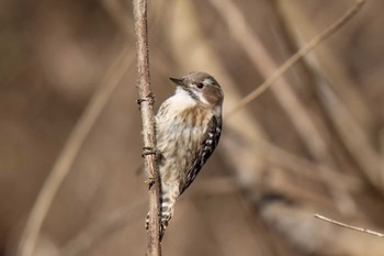 Japanese Pygmy Woodpecker 木瀬ダム(愛知県 豊田市) Sat, 3/9/2024