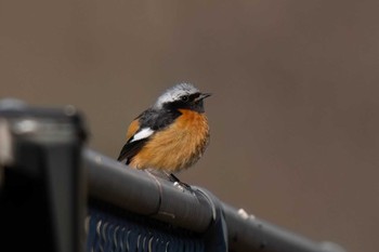 Daurian Redstart 木瀬ダム(愛知県 豊田市) Sat, 3/9/2024