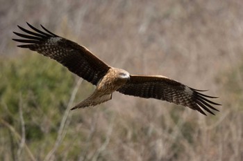 2024年3月9日(土) 木瀬ダム(愛知県 豊田市)の野鳥観察記録