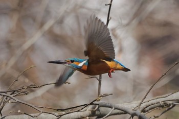 カワセミ 片倉城跡公園 2024年3月9日(土)