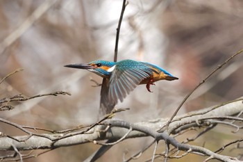 Sat, 3/9/2024 Birding report at 片倉城跡公園