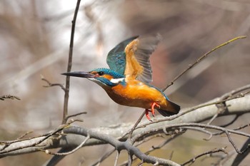 カワセミ 片倉城跡公園 2024年3月9日(土)