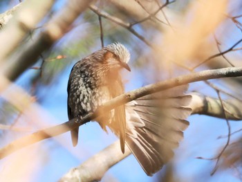 ヒヨドリ 神戸市立森林植物園 2024年3月9日(土)