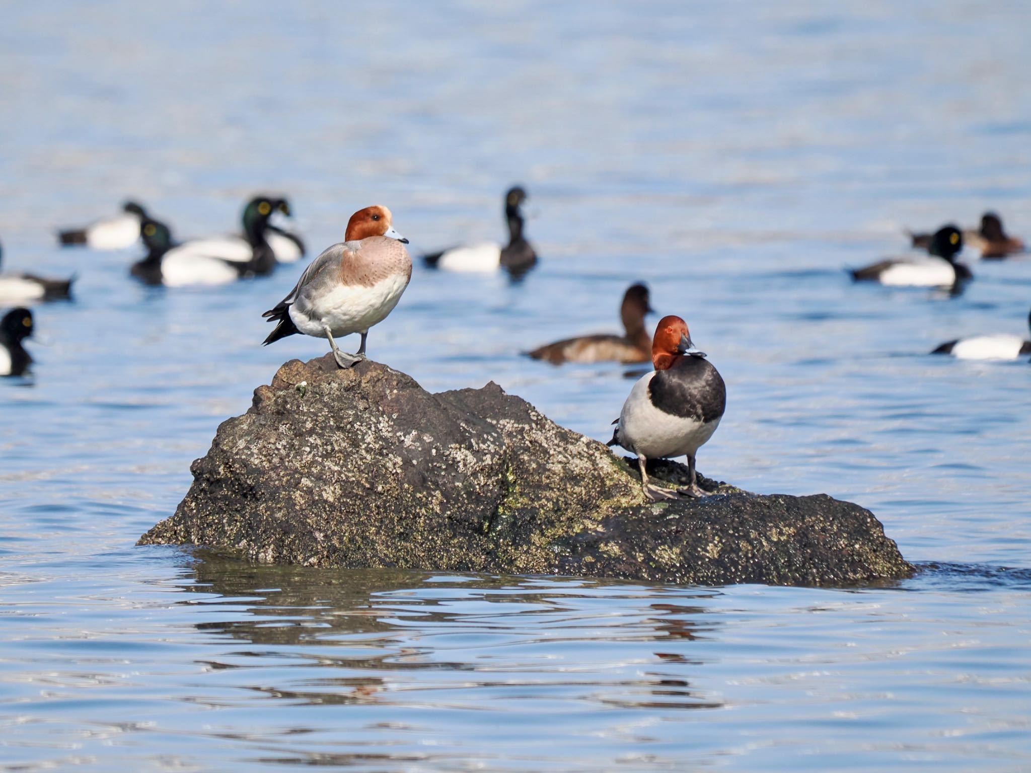 Eurasian Wigeon