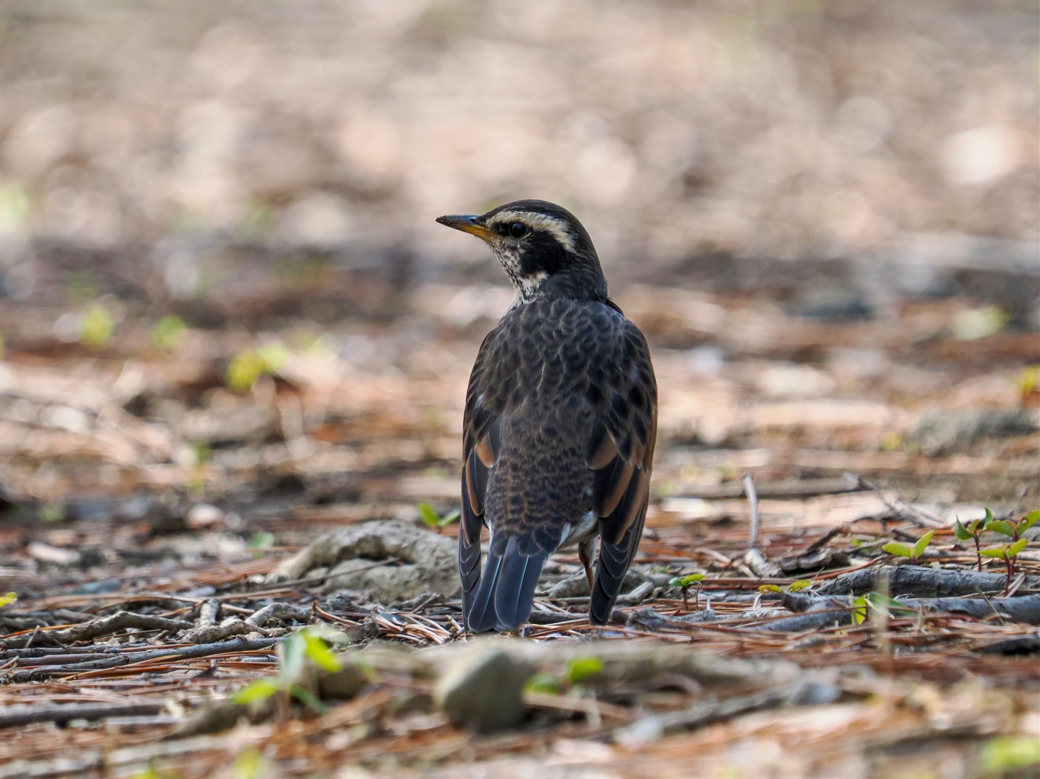 Dusky Thrush