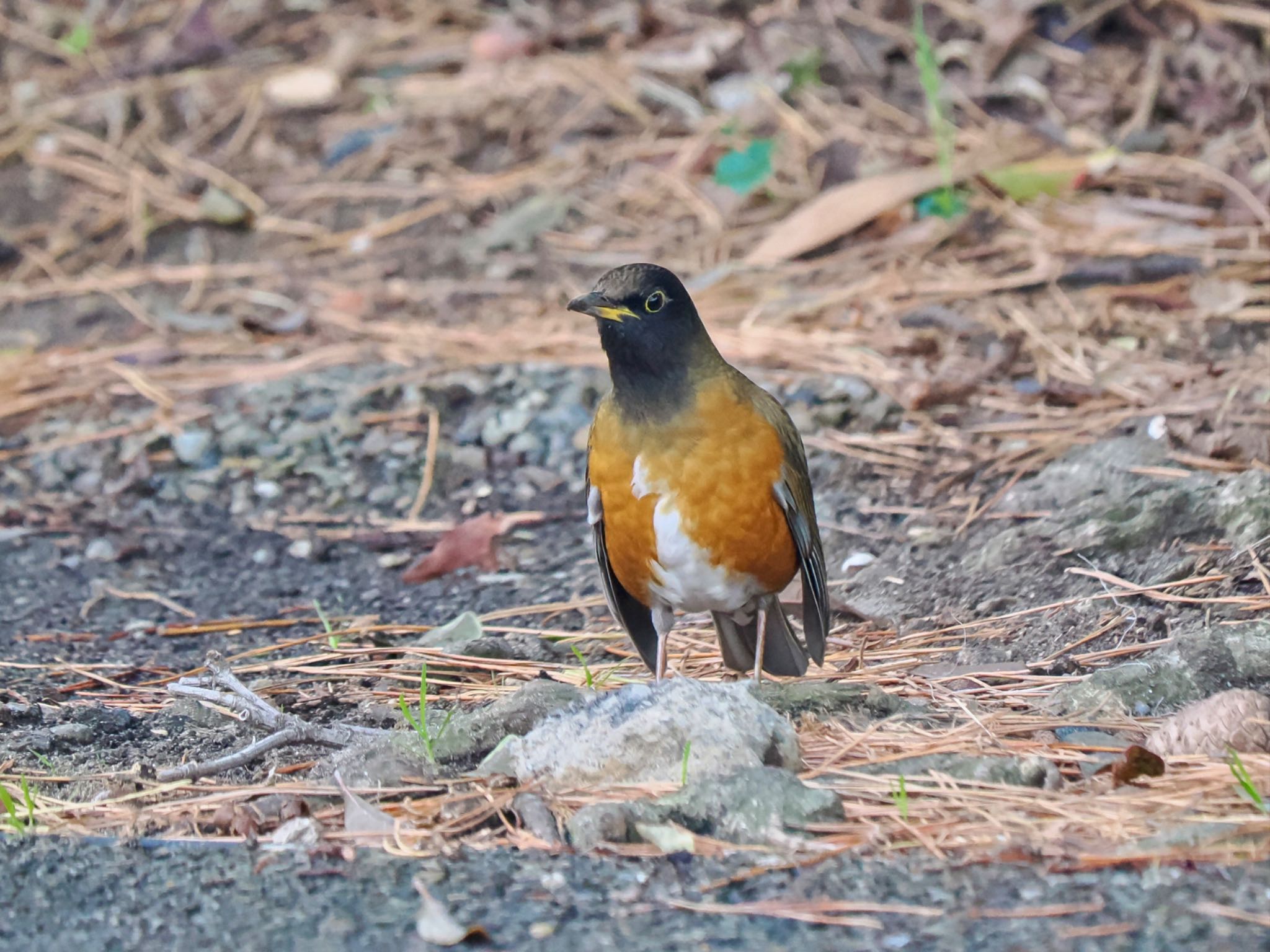 Brown-headed Thrush(orii)