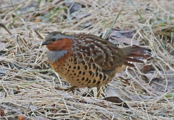 Chinese Bamboo Partridge Unknown Spots Sat, 3/9/2024