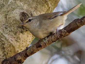 Sat, 3/9/2024 Birding report at 横浜市立金沢自然公園