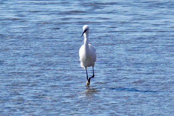 Little Egret 荒川・砂町水辺公園(東京都江東区) Sat, 3/9/2024