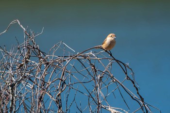 Bull-headed Shrike つくし湖(茨城県桜川市) Sat, 3/9/2024