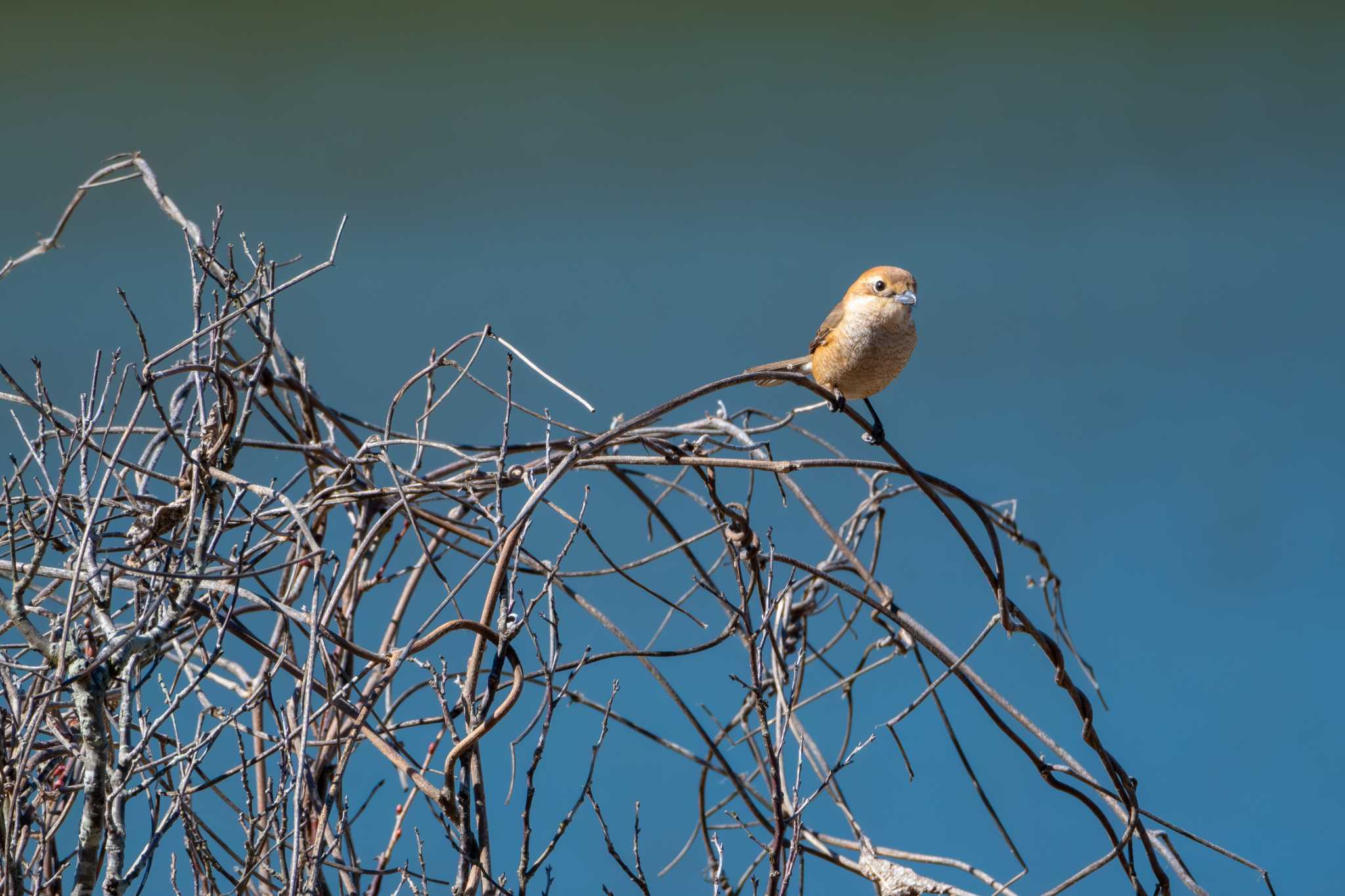 Photo of Bull-headed Shrike at つくし湖(茨城県桜川市) by MNB EBSW