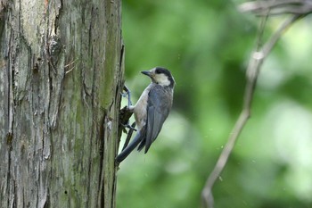 2018年6月25日(月) 加木屋緑地の野鳥観察記録