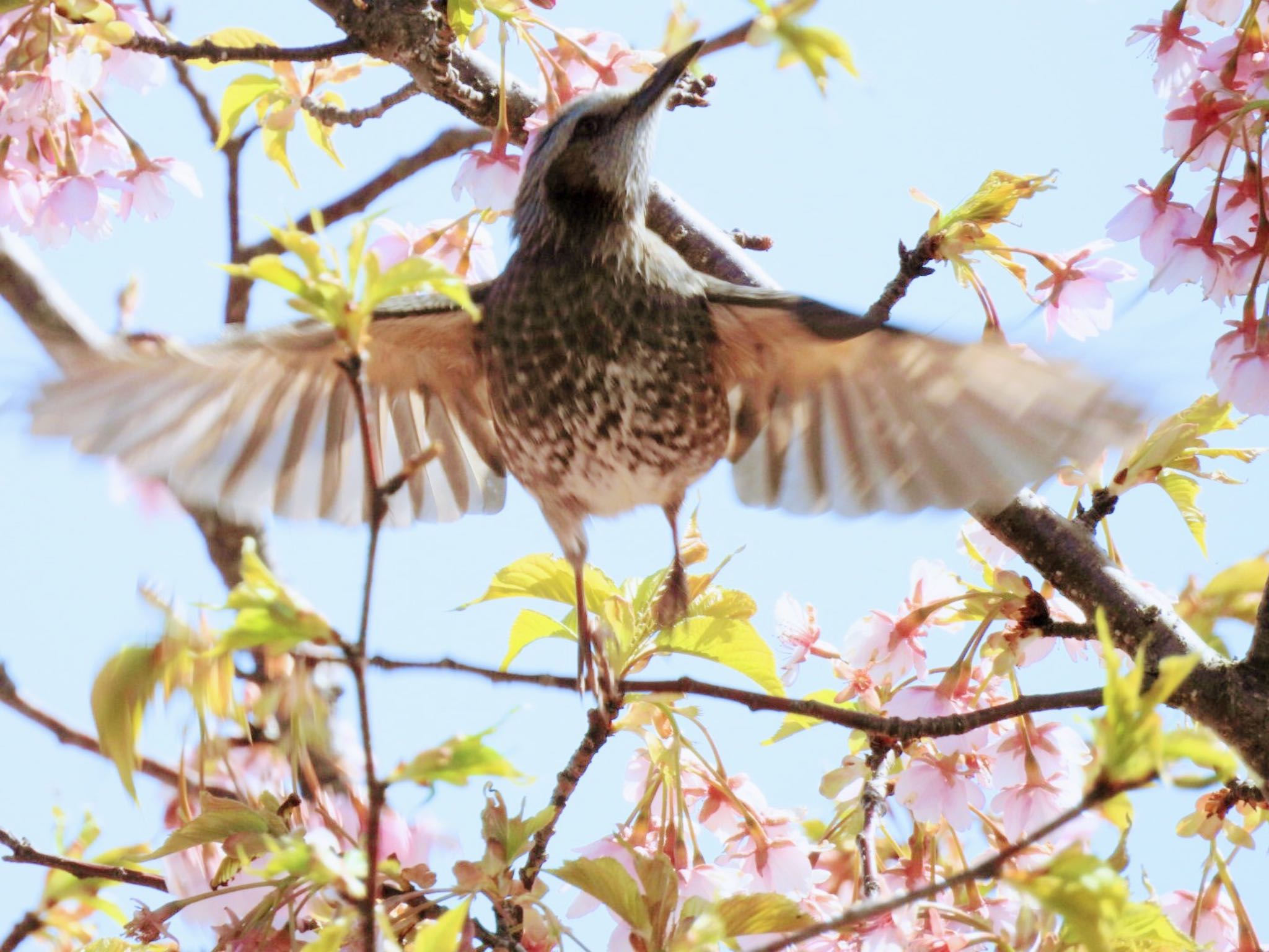 松阪市 ヒヨドリの写真 by ぷちな