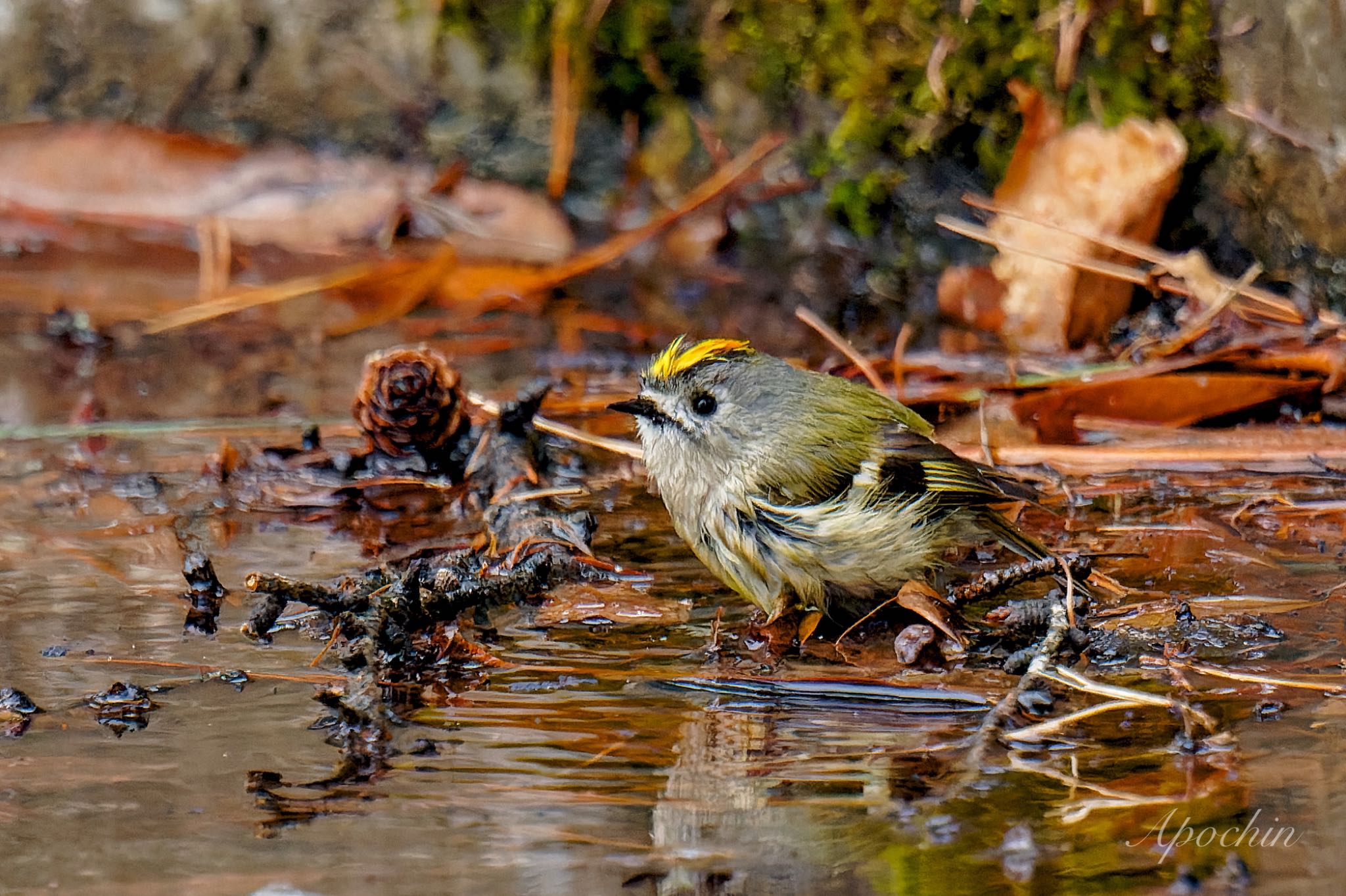 創造の森(山梨県) キクイタダキの写真