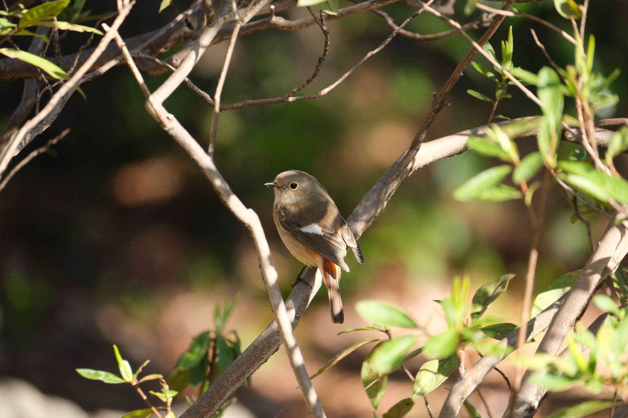 Photo of Daurian Redstart at 源兵衛川 by ポン介