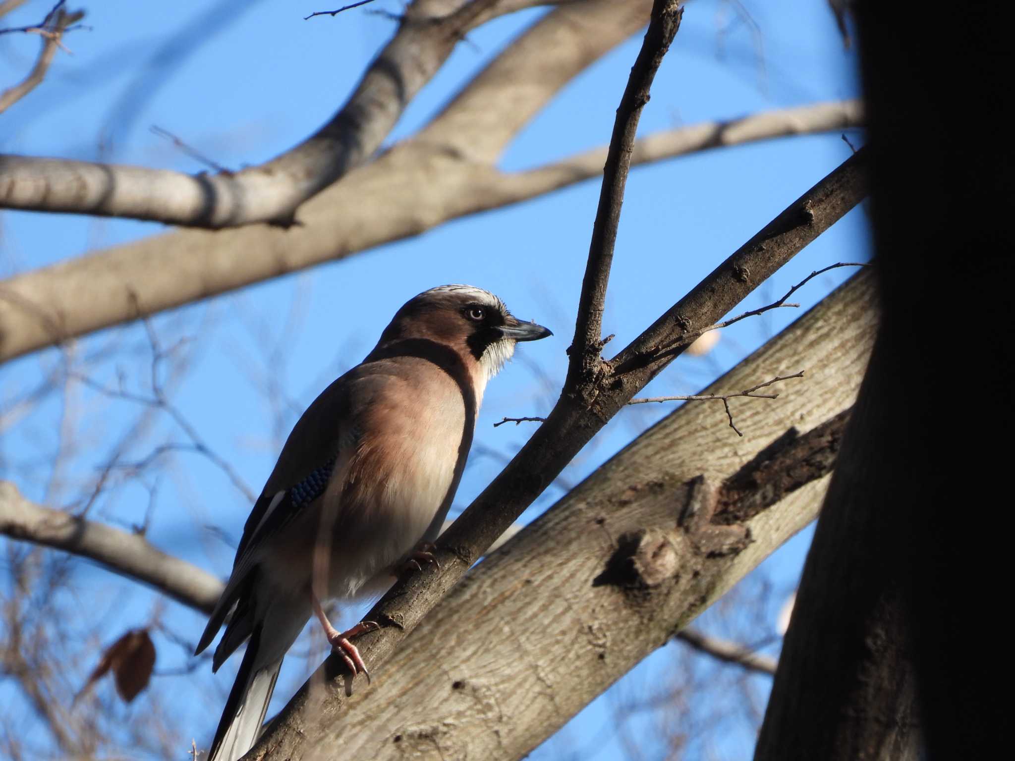 Eurasian Jay