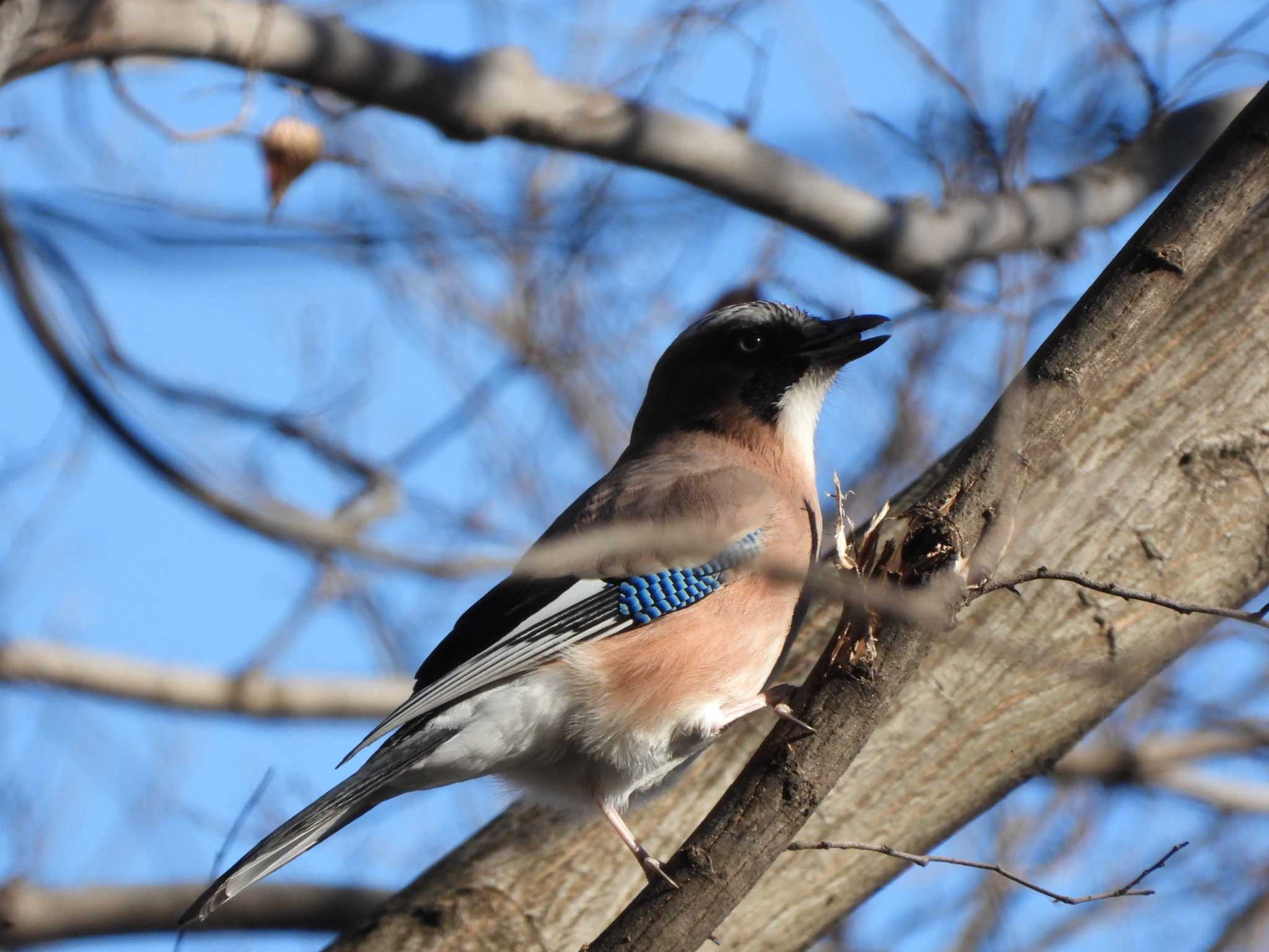 Eurasian Jay