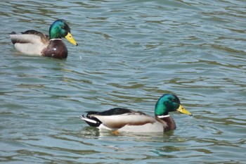 2024年3月8日(金) 勅使池(豊明市)の野鳥観察記録